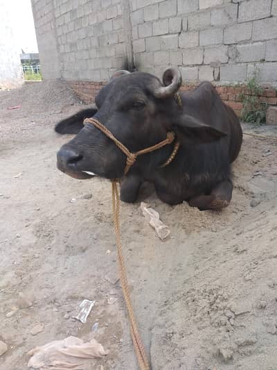 forsale kubani