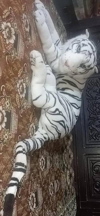 Big size white tiger