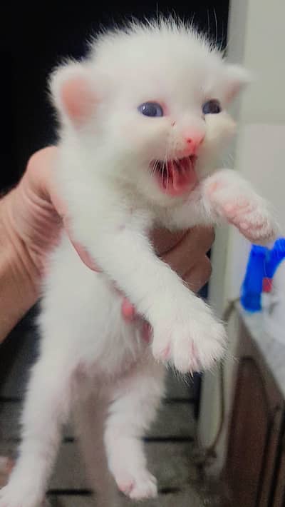 Persian kitten  punch face