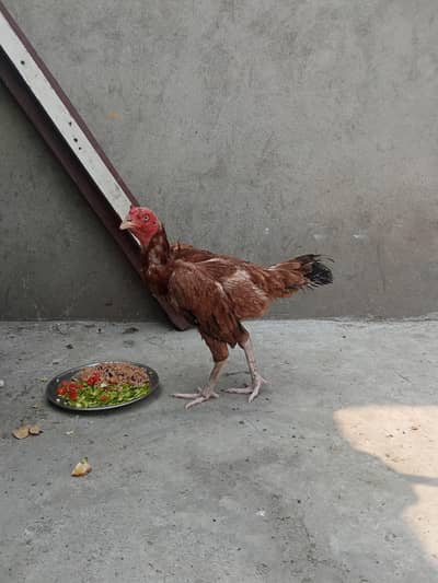 Aseel Murgi Egg laying for sale