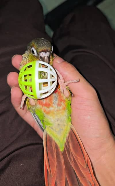 Tamed/hand tamed/tame pineapple conure
