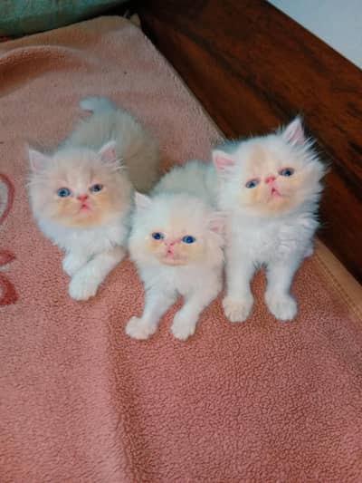 high quality kitten | punch face kitten | Persian cat | Fluffy kittens
