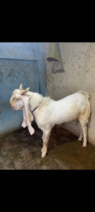 Ando bakra