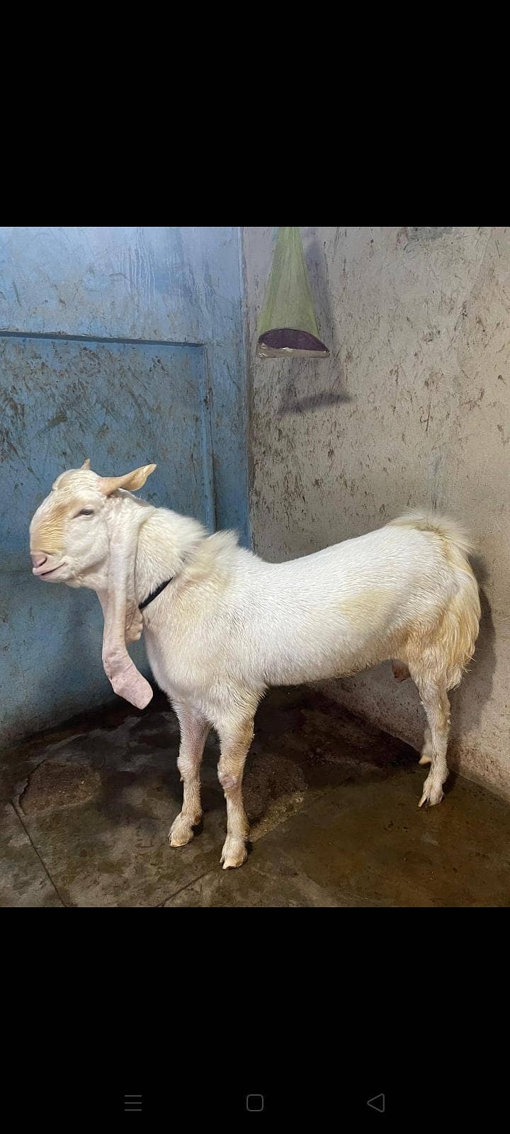 Ando bakra 1