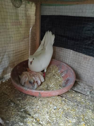 White pair for sale
