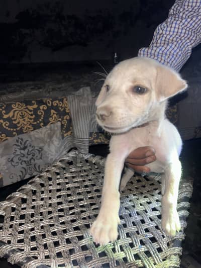 Labrador cross breed
