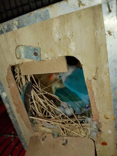 2 cages with breeder par blue pair.