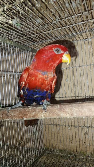 Green Ringneck & Lorry volit Neck