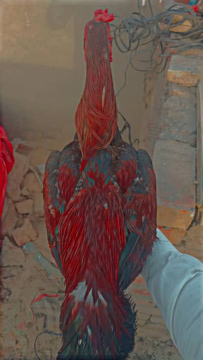 High quality Mianwali lakha aseel/Best for breeding purpose/Finalprice