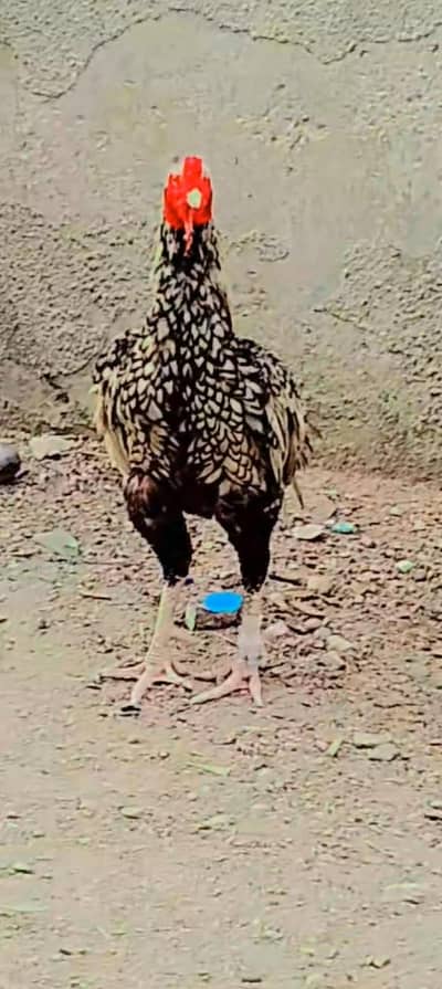 kajra murga