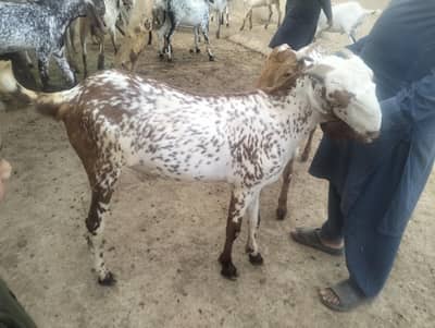 قربانی کیلئے بہترین بکرے