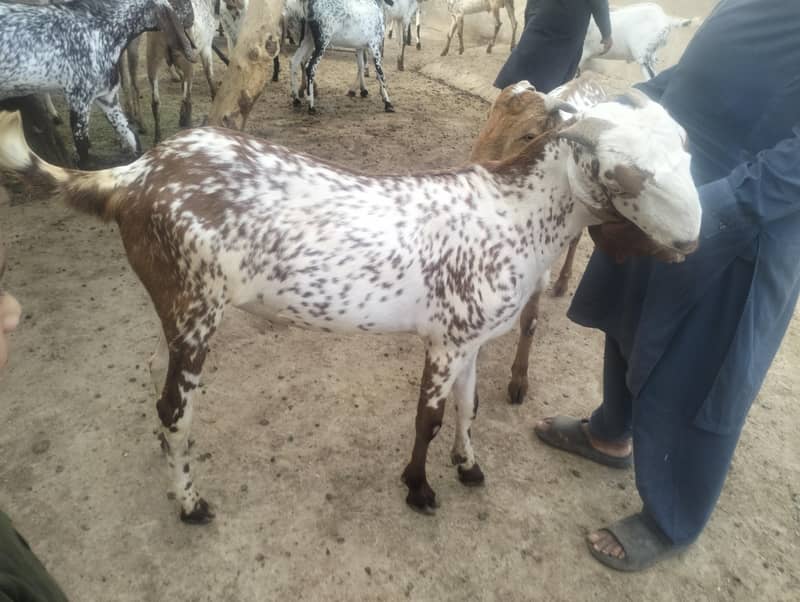 قربانی کیلئے بہترین بکرے 0