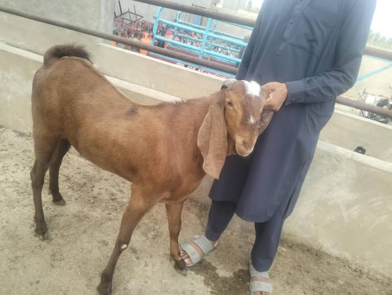 قربانی کیلئے بہترین بکرے 5