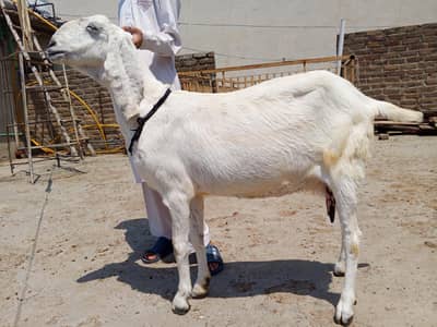Bakri for sale price full final 6ok