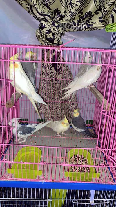 cocktail breeder pairs