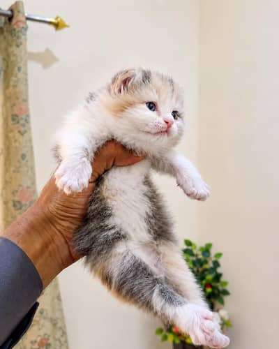 Reasinable Persian Triple coated Kittens Pair