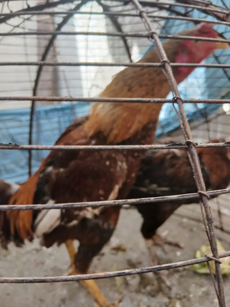 Aseel pair — photo 5