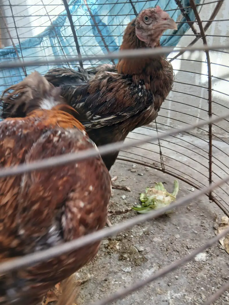 Aseel pair — photo 6