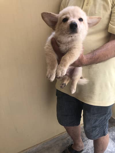 Zero size Russian puppy available for sale(03228809948)