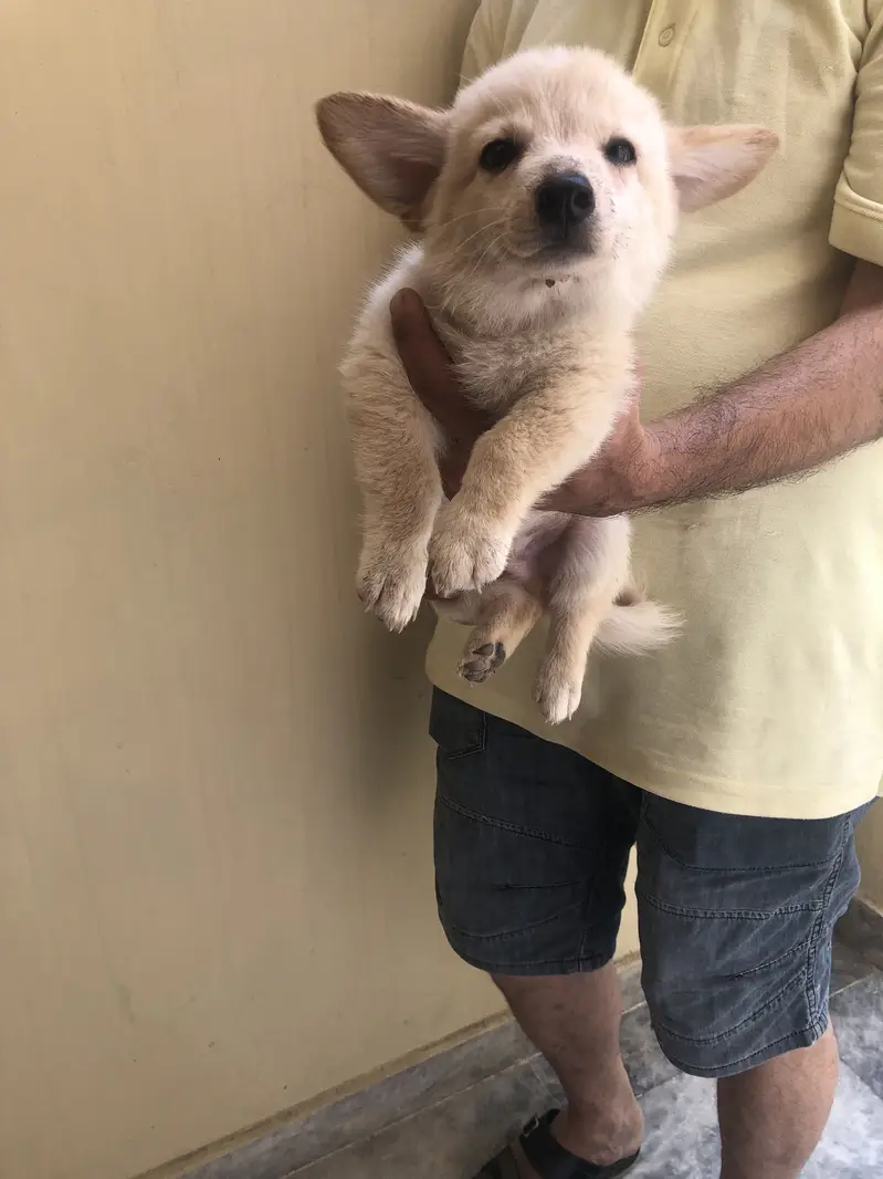 Home breed zero size Russian puppies available (03228809948) — photo 7