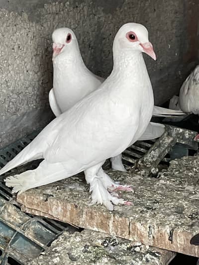 fancy pigeons