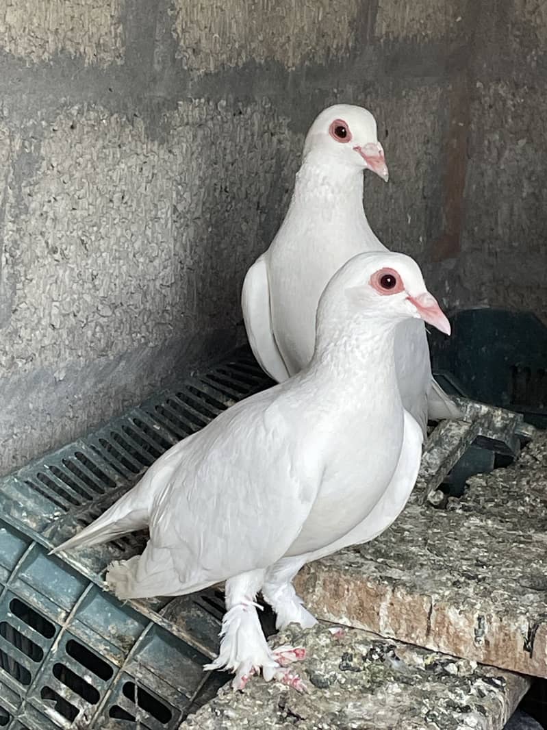 fancy pigeons 1