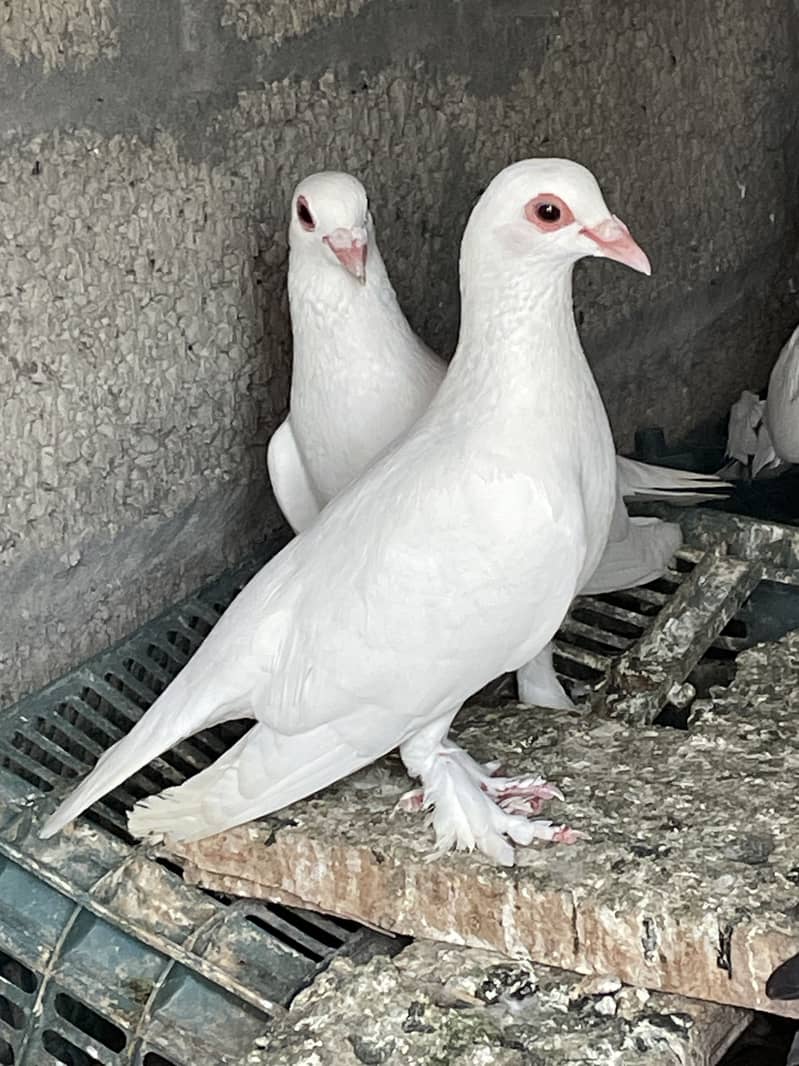 fancy pigeons 2