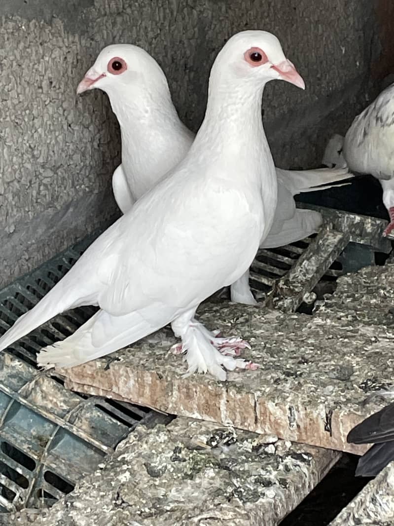 fancy pigeons 3