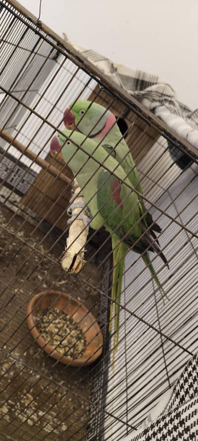 raw parrot