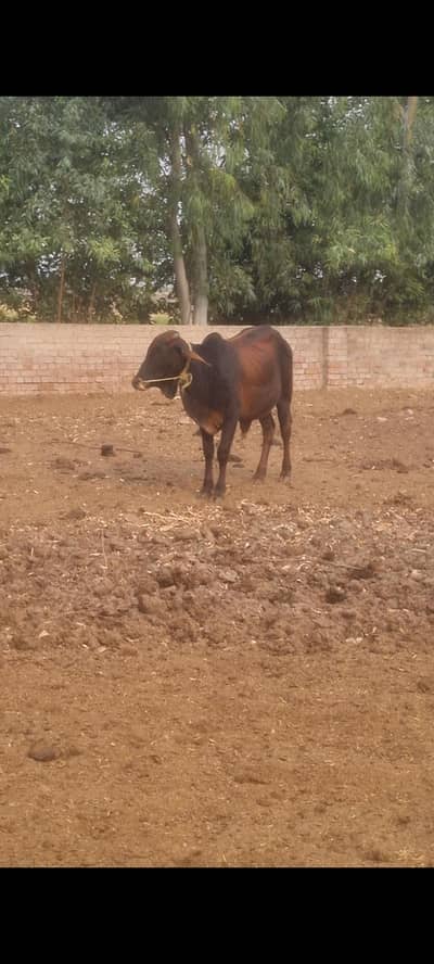 Wacha for Qurbani