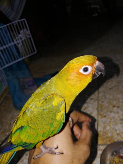 sun conure fly tamed