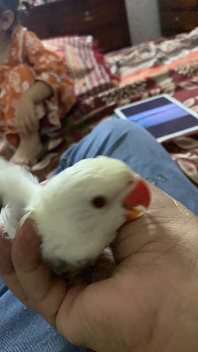 Parrtots chicks self tame