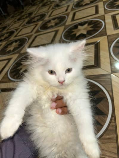 Snowball White Fluffy Kitten for Sale