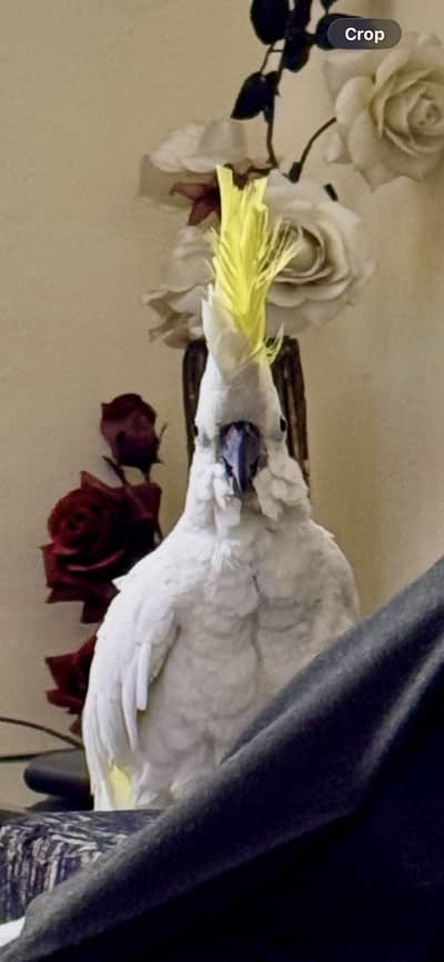 Cockatoo/ cockatoo sulphur hand tamed parrot talking parrot