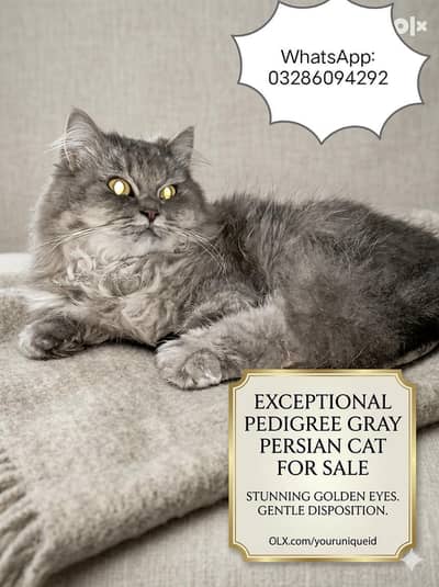 Grey Persian Cat For Sale - Rare Color Changing black to Golden Eyes
