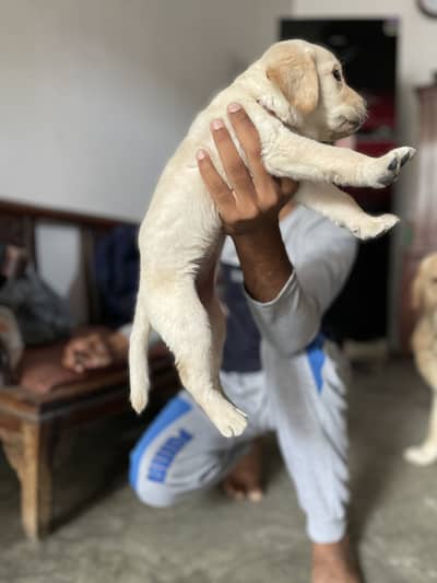 British Labrador puppy heavy bone structure 03243071070