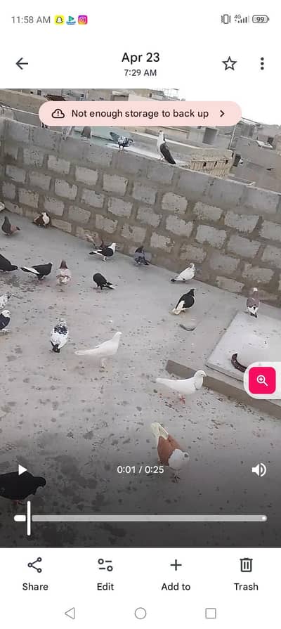 faither kabutar he 33 hen video mil jayegi