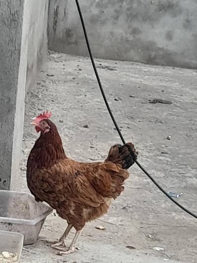 misri hen