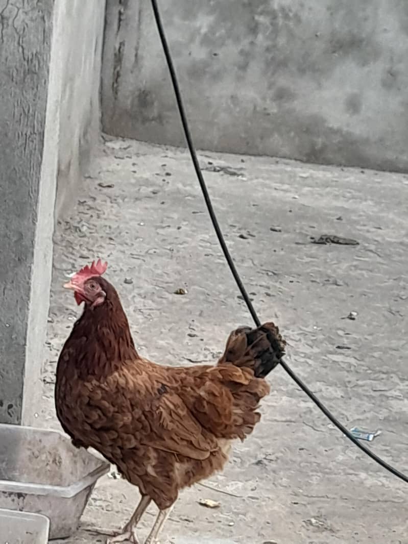 misri hen 1