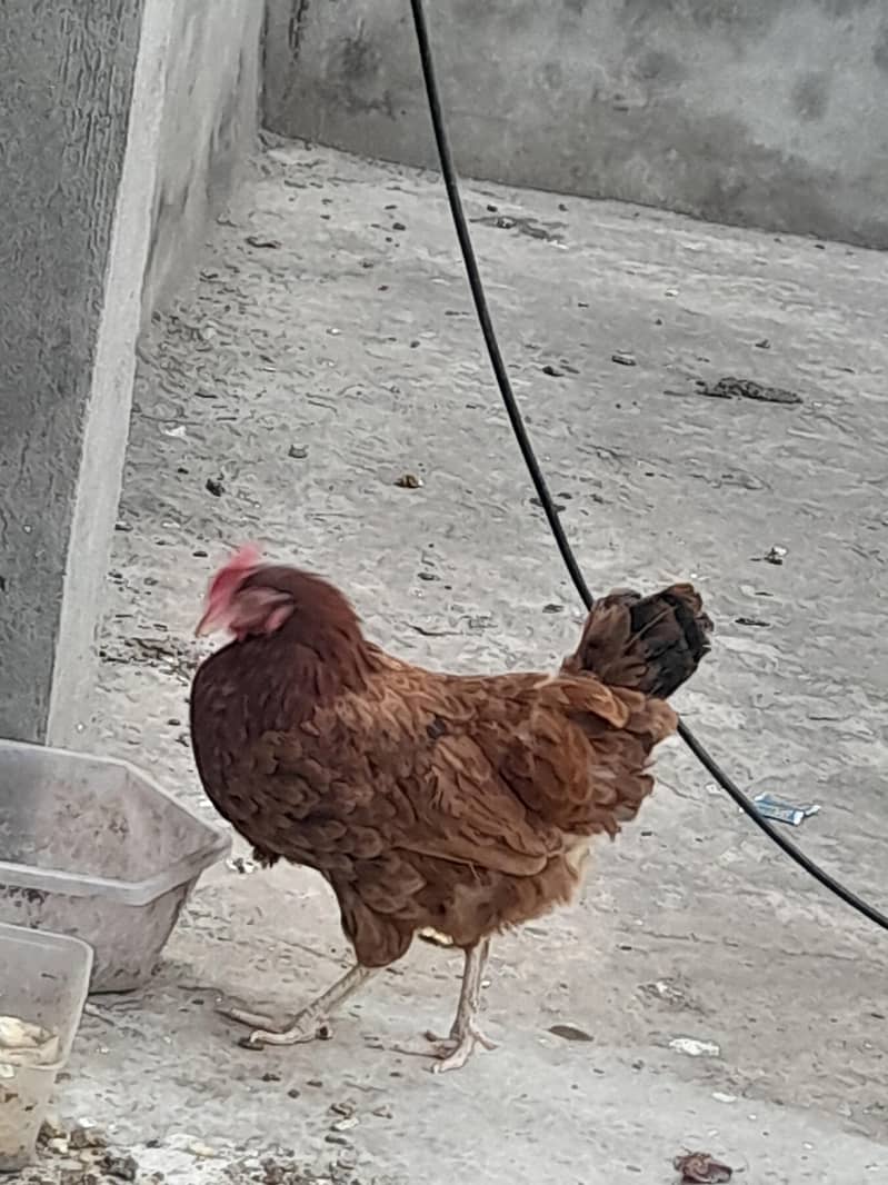 misri hen 2