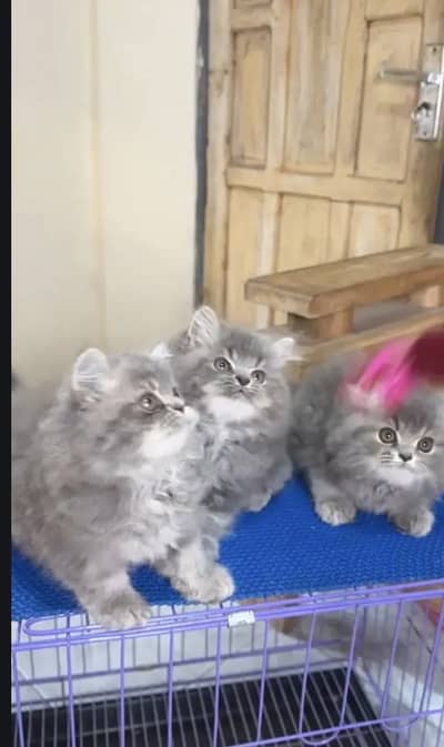 Persian kittens triple coat pair  for sale contact whatsap 03055516739