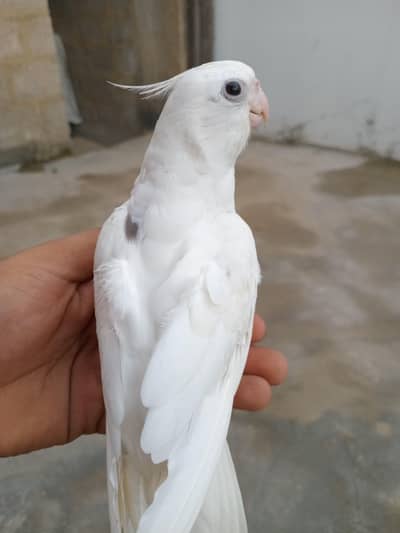 V paid and spotted hand tame cocktail available