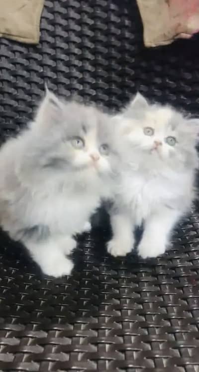Persian kittens triple coat pair  for sale contact whatsap 03055516739