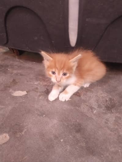 persian cats baby