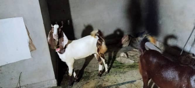 2 dant hain dono or ghr ka Pala wa hain