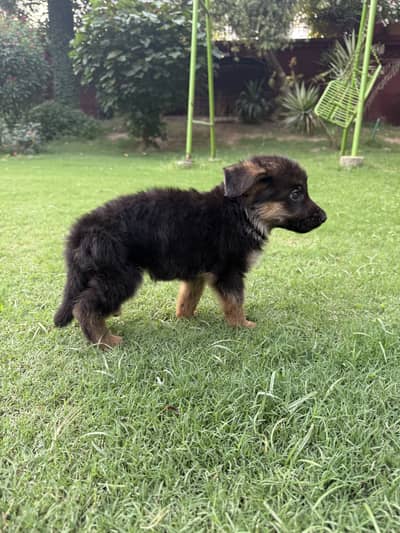 German Shepherd for Sale