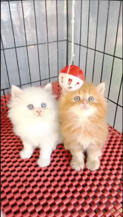 Persian kittens triple coat pair  for sale contact whatsap 03055516739
