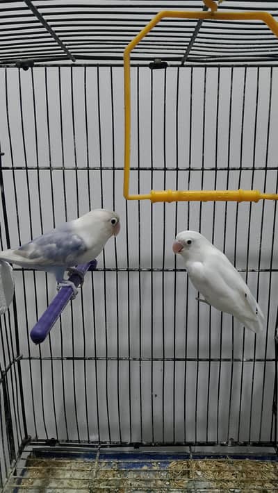 albino