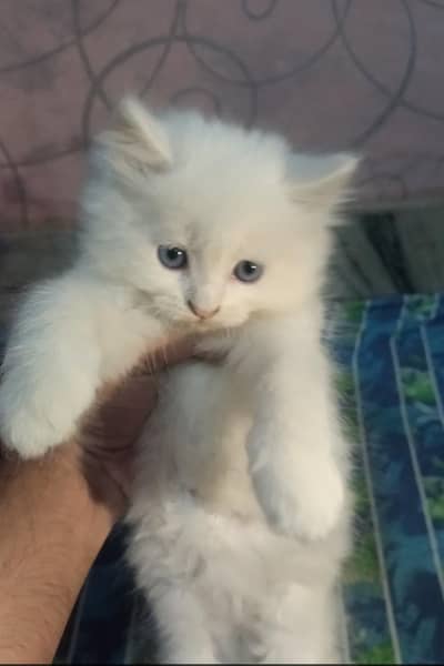 White Persian Kittens, Blue eyes Male Female both Available