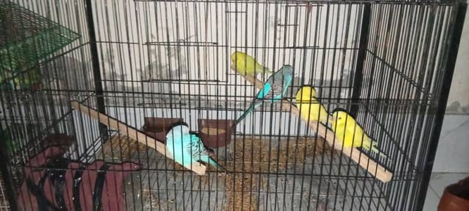 Australian birds
